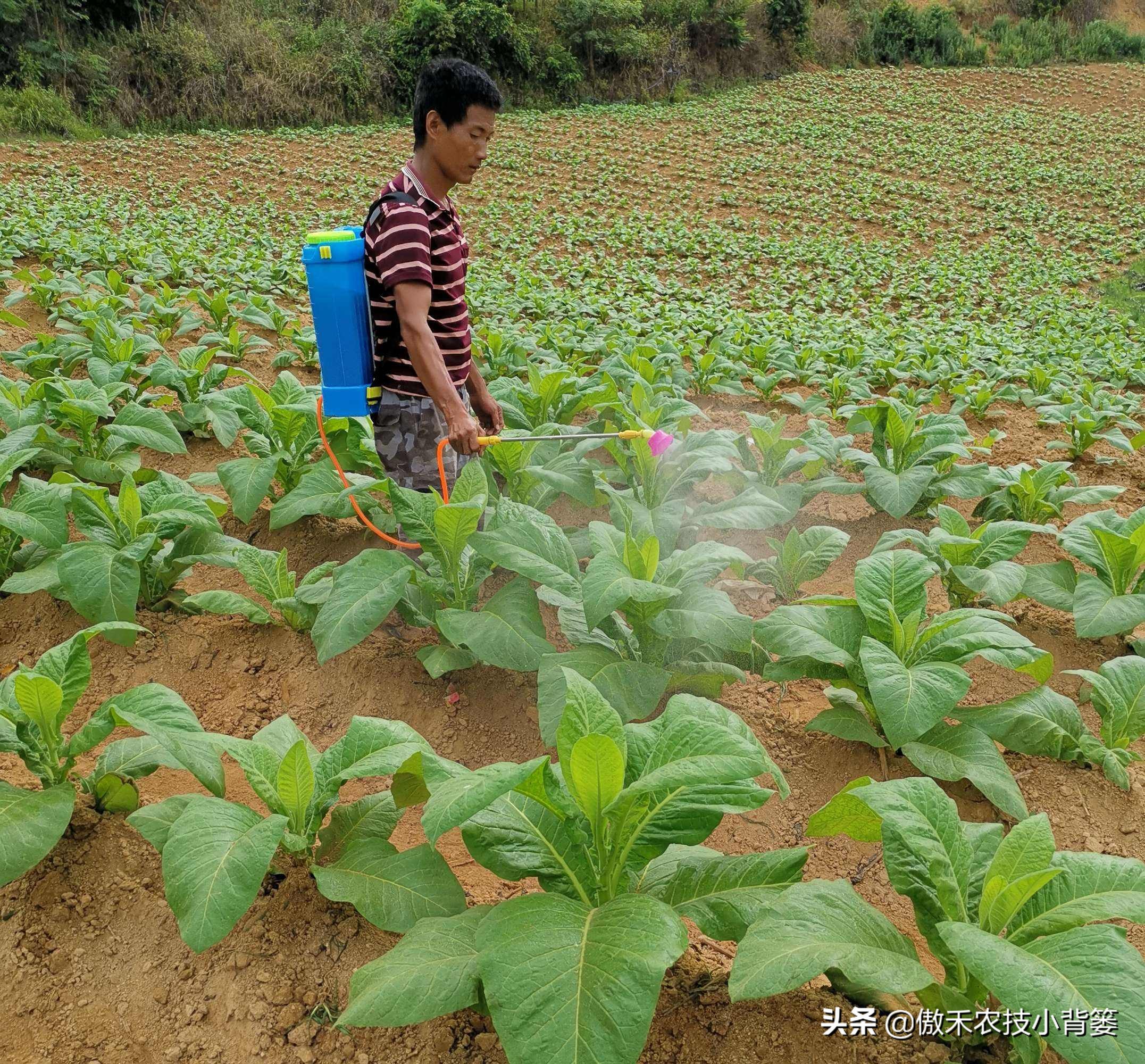 杀虫剂吡虫啉好还是啶虫脒好,杀虫剂吡虫啉的特性及使用方法