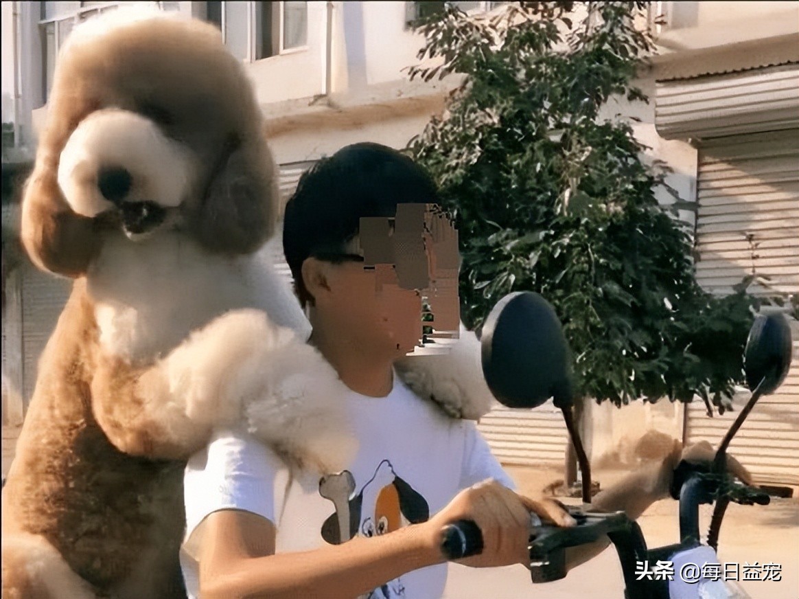 带巨型贵宾犬出门,巨型贵宾犬太调皮
