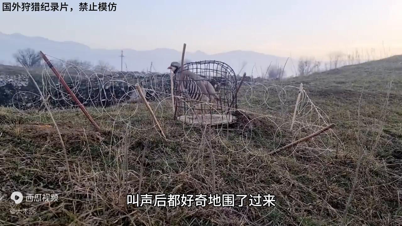 老表用野鸡做诱饵，引来一群野鸡，今晚又可以饱餐一顿了