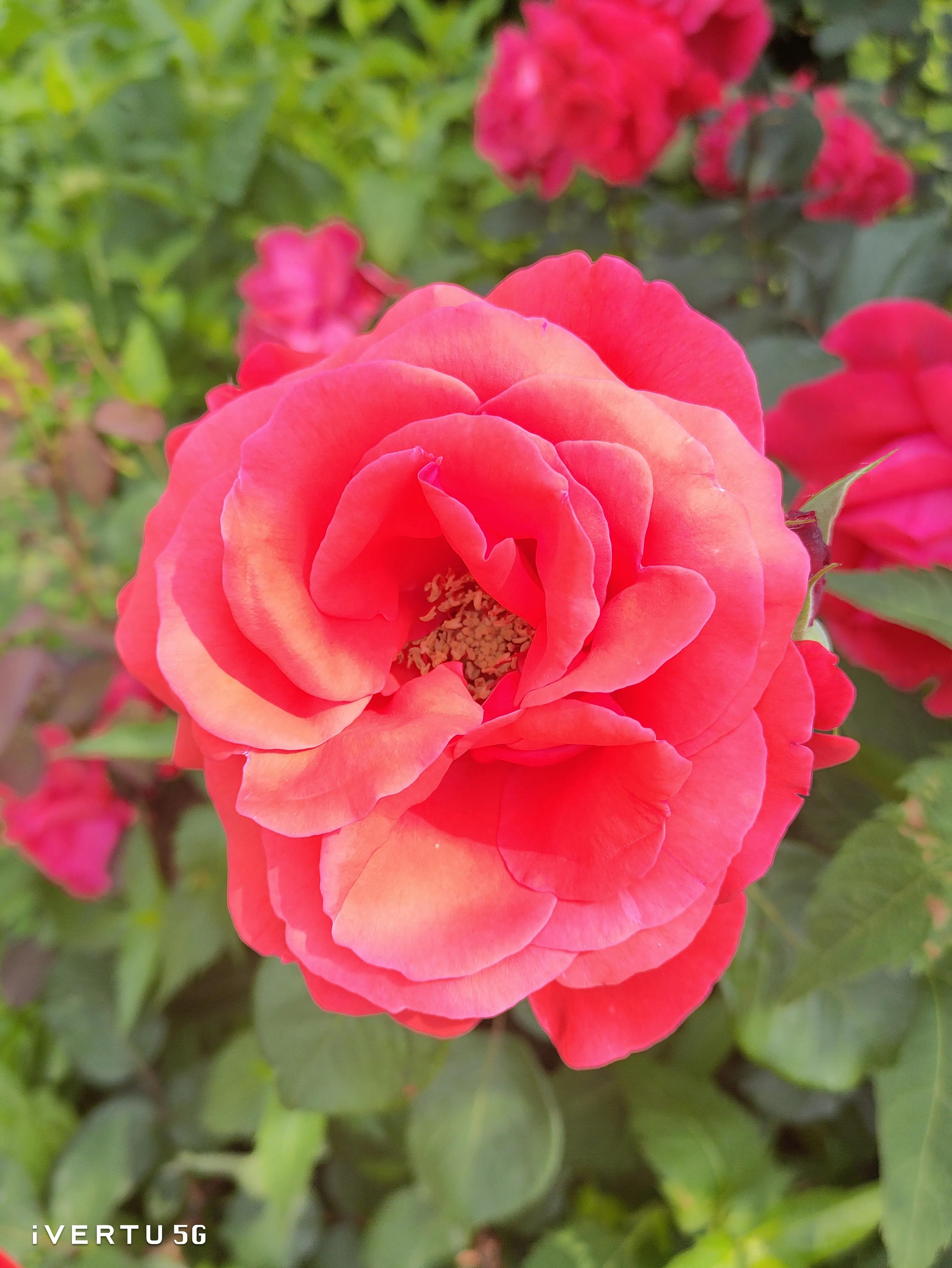 北京盆栽月季可以户外过冬吗,北京植物园市花月季