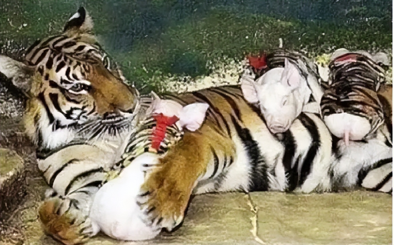 关于重庆的搞笑图,表示不敢相信的搞笑图片