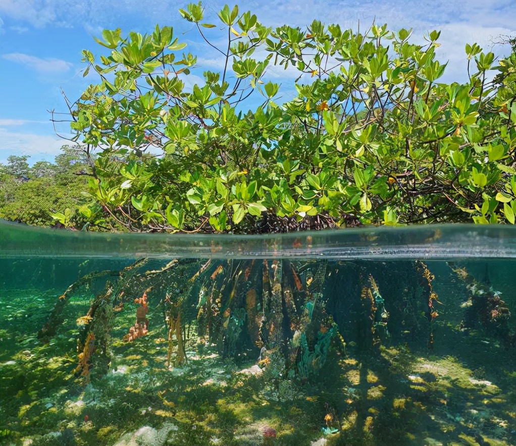 黑虎虾泛滥成灾美国再遭生物入侵,美国泛滥成灾的虎虾