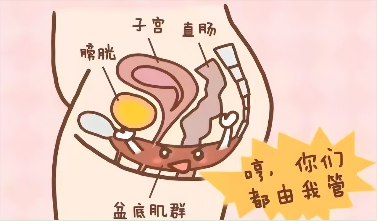 产后漏尿二胎做盆底修复有用吗,一附院做盆底肌修复多少钱