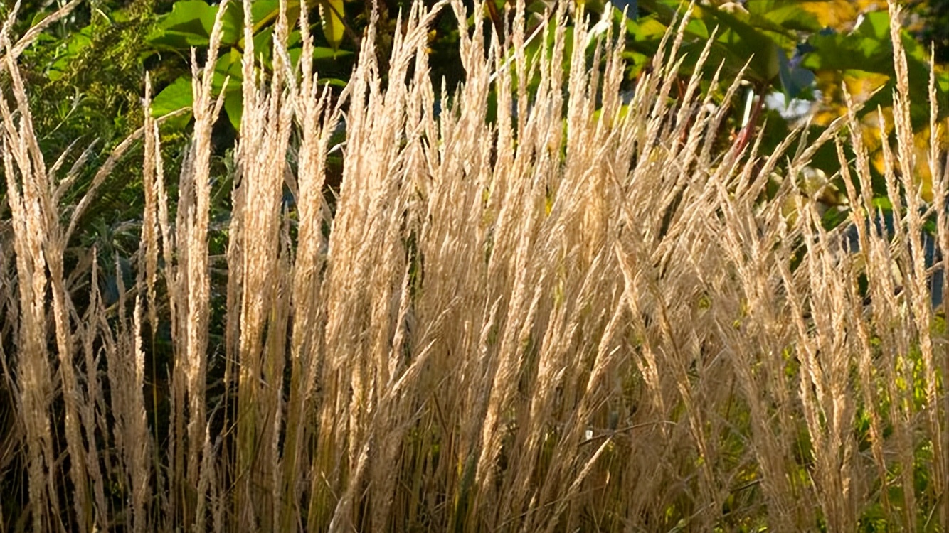放牧强度对百喜草变草响应的影响