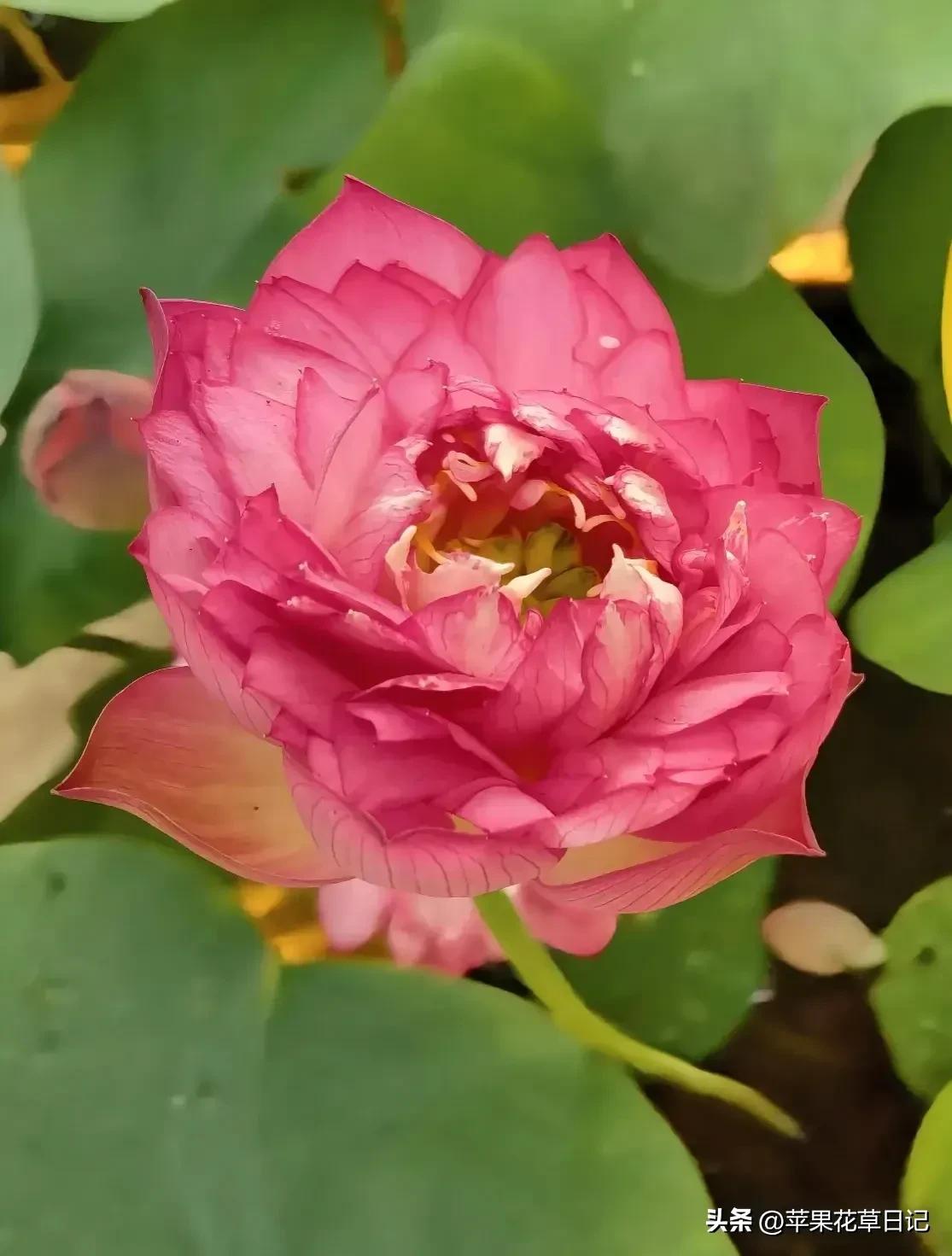 莲花盛开欣赏,绝美的莲花