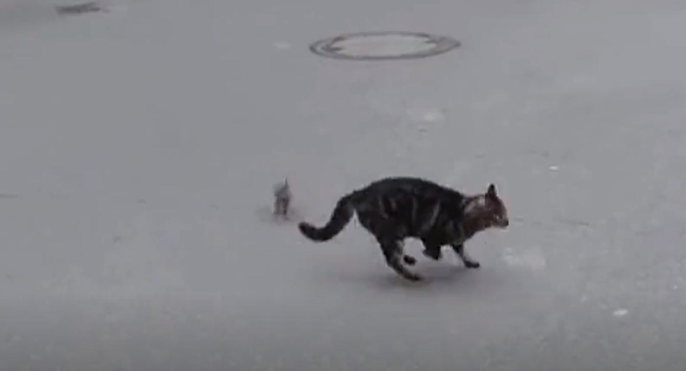 螳螂大战100只世界上最弱的蚂蚁,七大食肉动物大战大象和犀牛