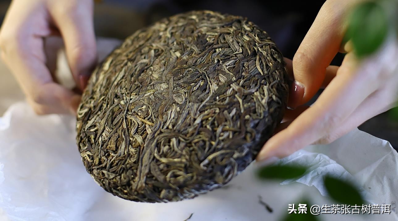 六大茶山普洱茶的特点,古六大茶山的茶叶外形特点