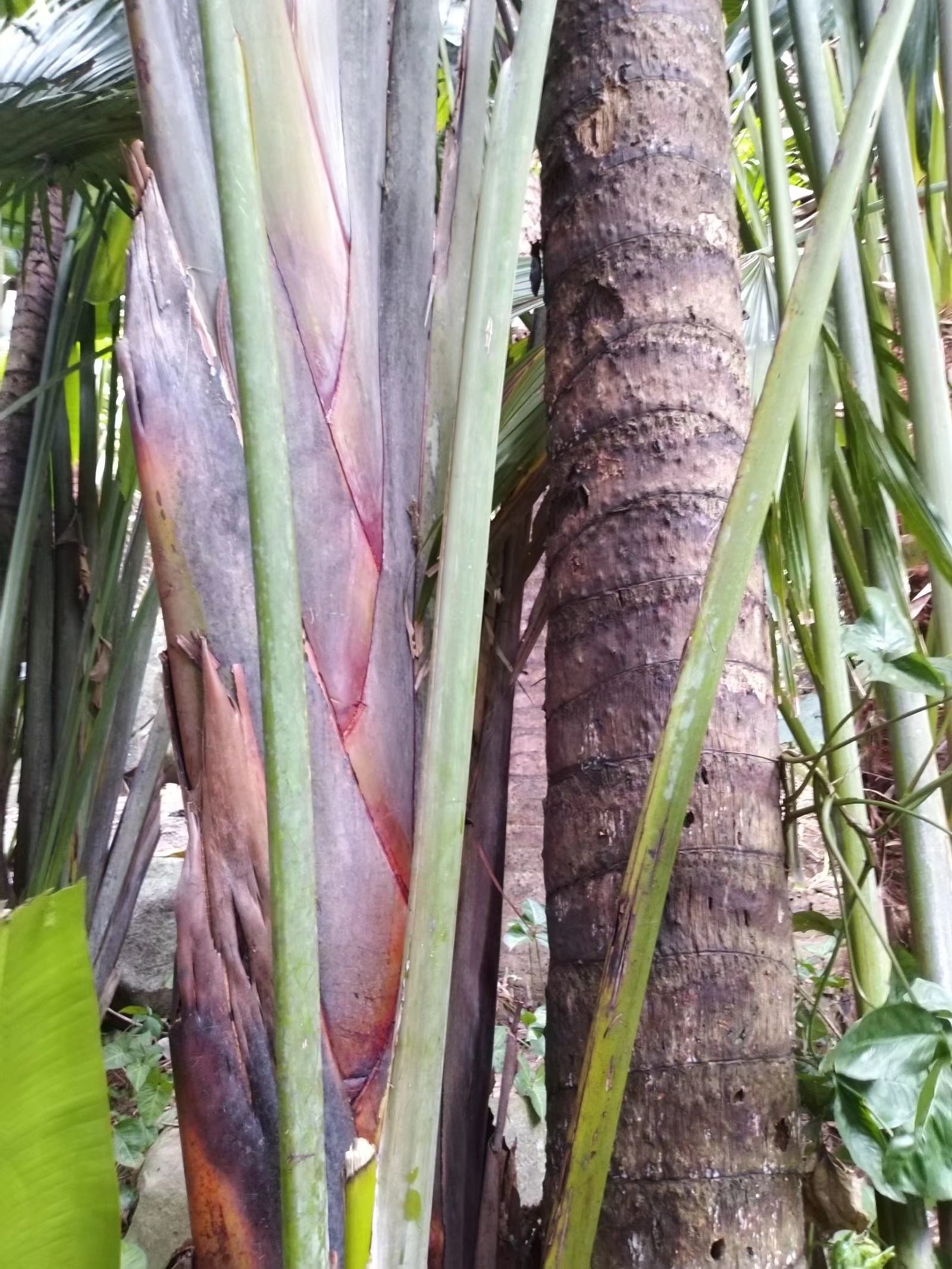 海南三亚旅游日记300字,三亚旅游攻略日志