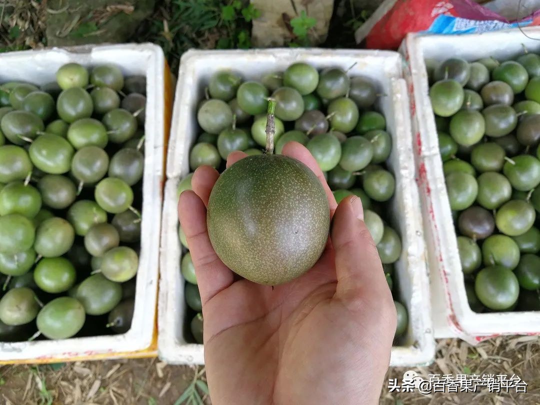 2022年百香果行情,百香果今年行情