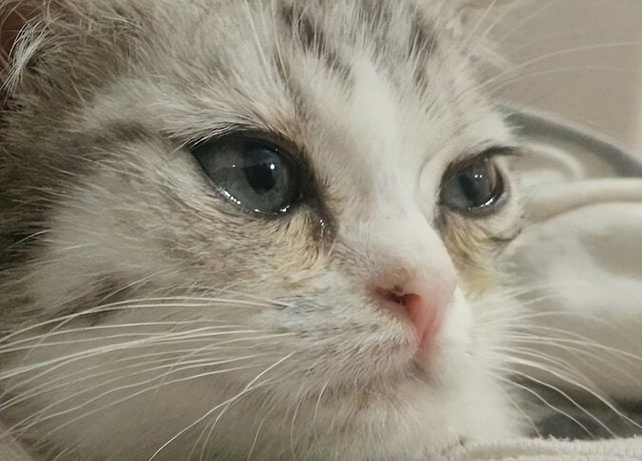 猫不能摸和能摸的部位示意图,18个细节判断猫咪是否健康