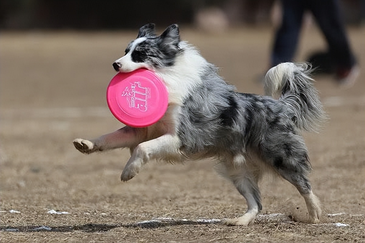 寿命短的8种狗狗有你正在养的吗,寿命短的狗狗特征