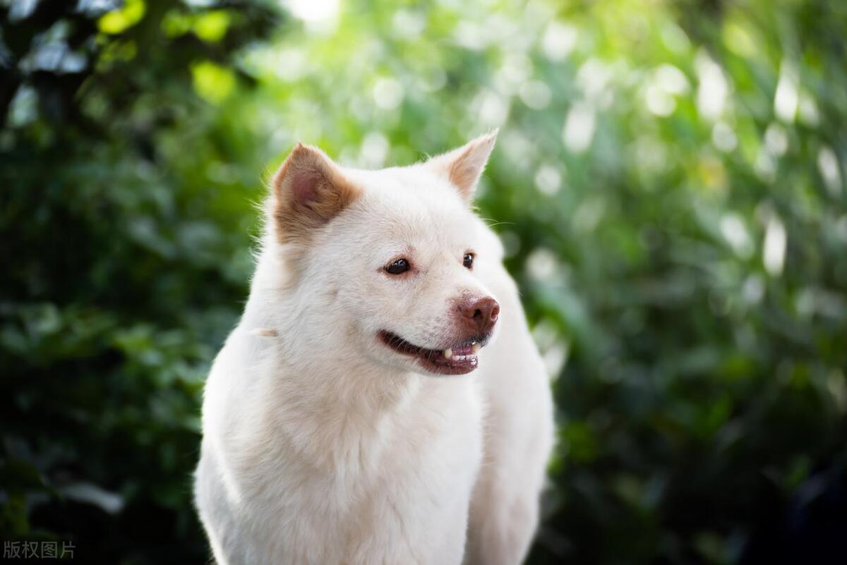中型犬品种大全及图片,听话的中型犬品种大全