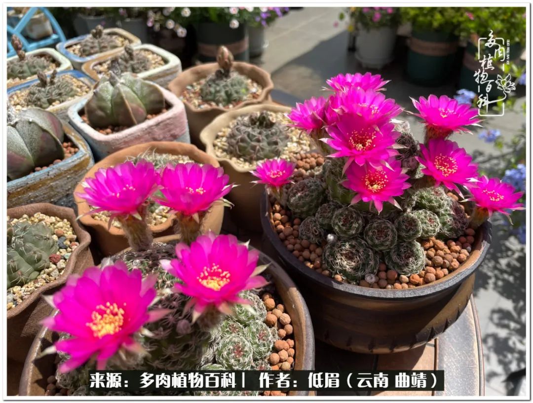 养了七年多肉,养了八年的肉肉终于开花了