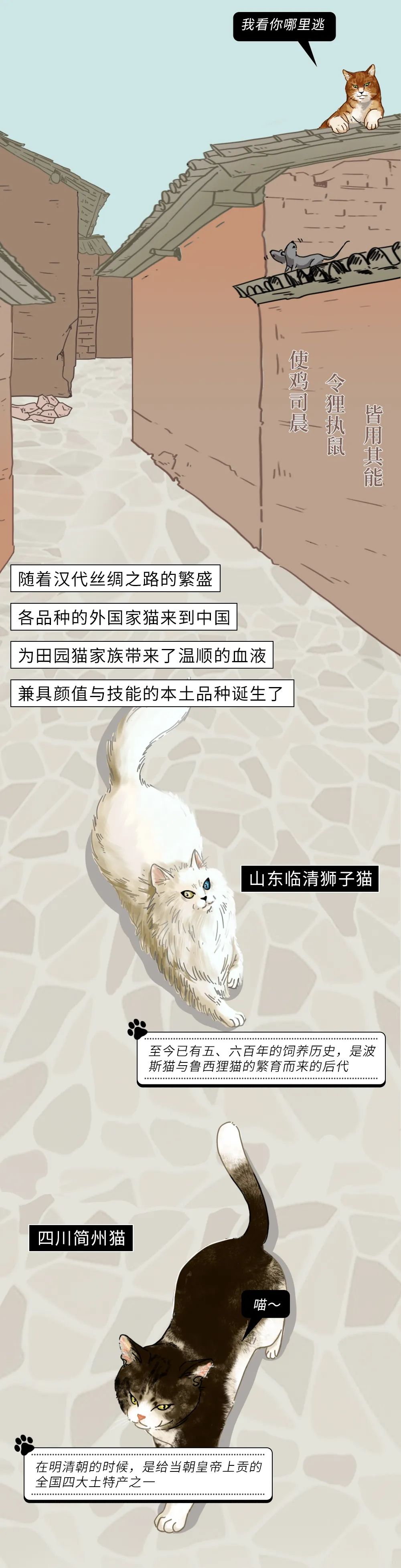 为什么中华田园猫会遭人嫌弃,盘点一下中华田园猫