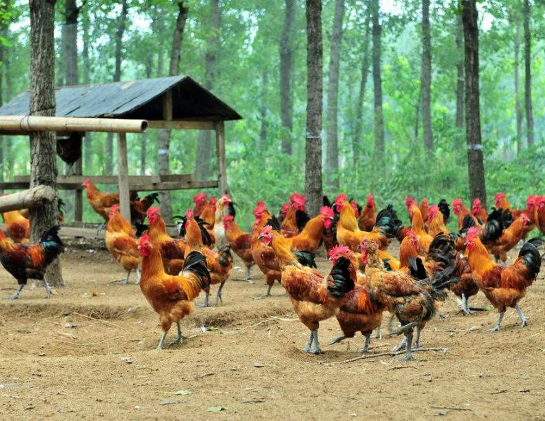 鸡为什么会拉白稀粪怎么治,鸡群拉稀的主要原因及防治方法