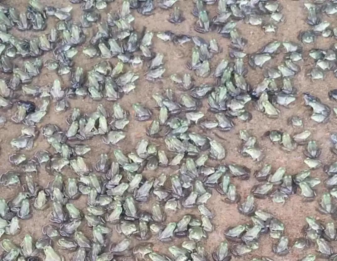 牛蛙有没有烂头病,牛蛙最常见的病