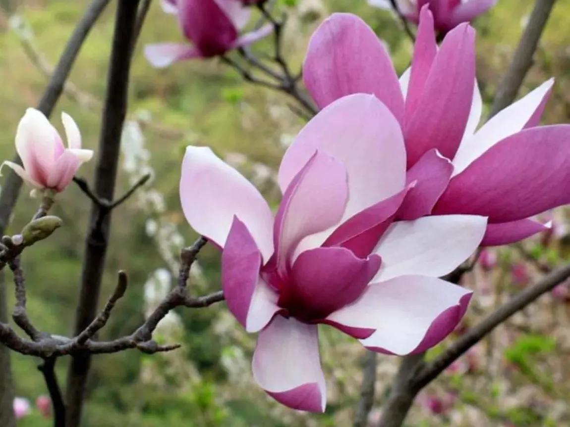 赏花旅游种什么花,春季去公园踏青上百种花让人眼花