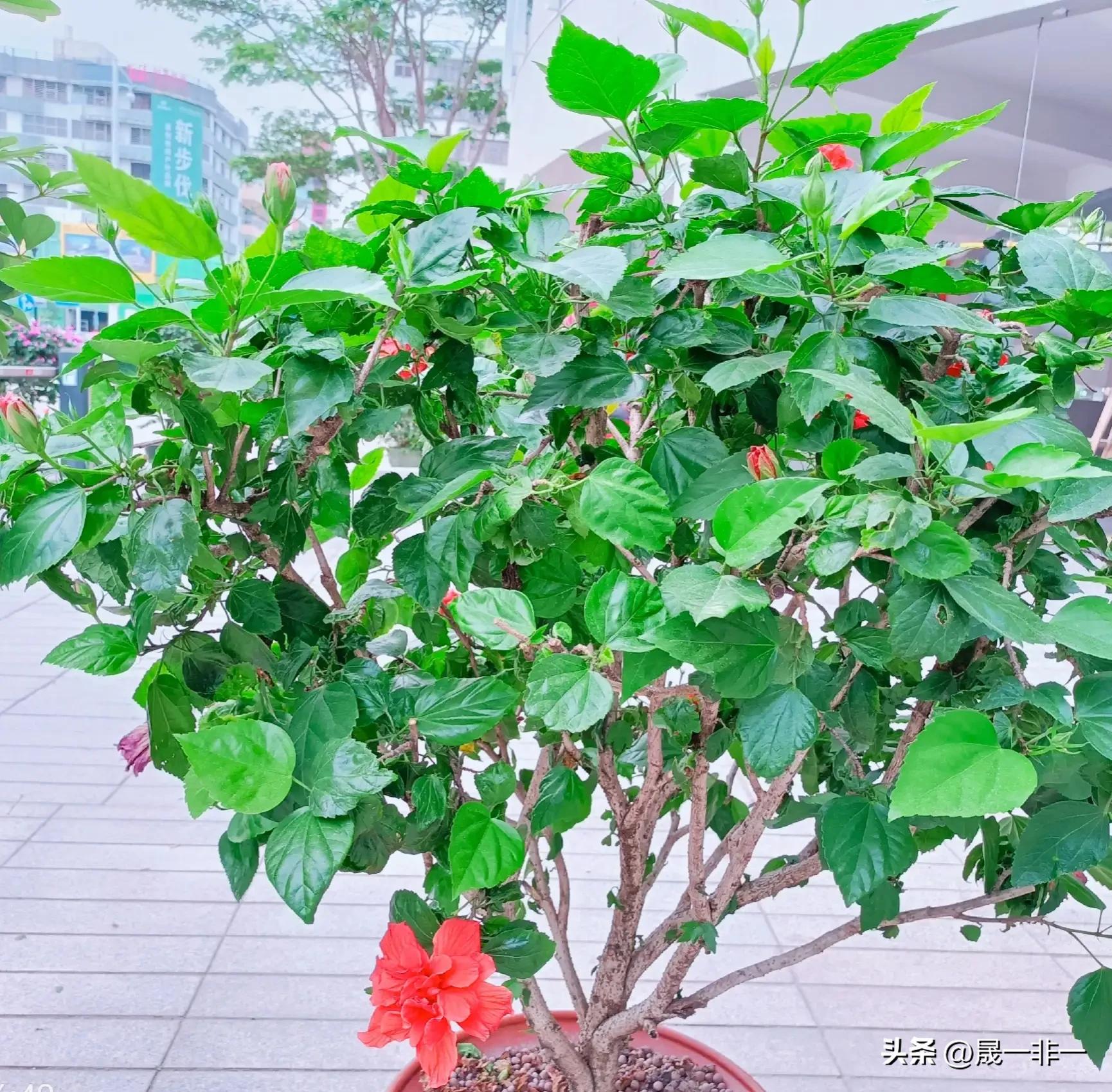 澶у涵骞夸紬鍋烽挶鍖呯數瑙嗗墽,澶у涵骞夸紬涔嬩笅鍋锋媺鏉嗙