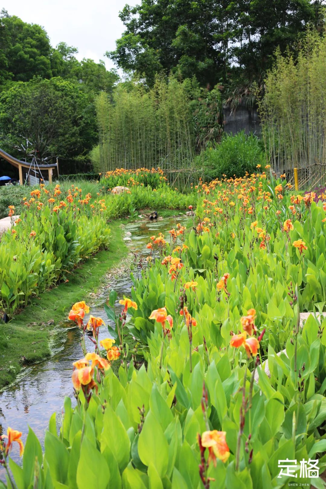 深圳蝴蝶谷花海,深圳湾公园花海3月