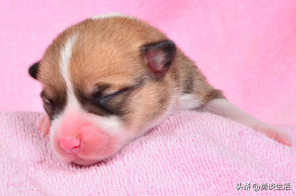 法律咨询小区流浪狗咬伤人怎么办,流浪狗咬伤人警方怎样处理