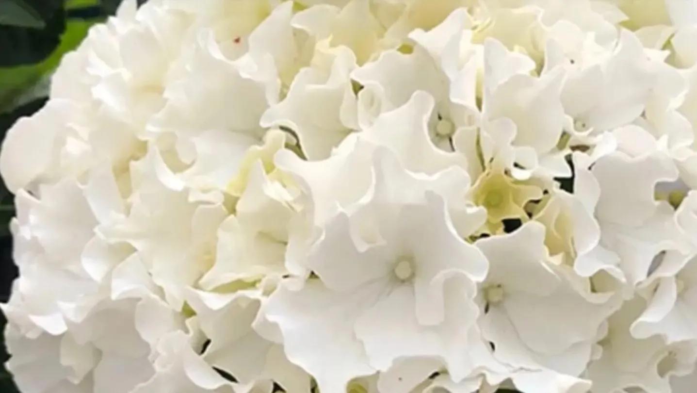 开眼界了!五大突出特征让这种“球花”魔力无限,人见人爱