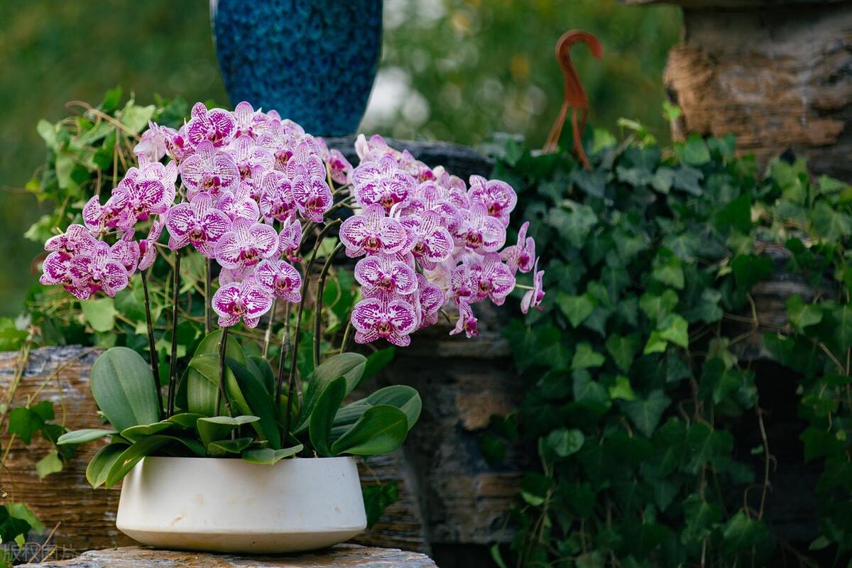 盆栽花怎么养才开花多呢,盆栽花怎么养能长久一点