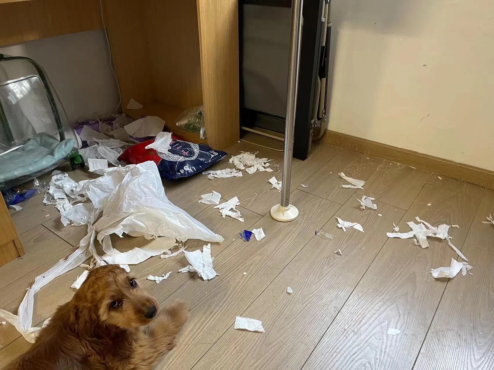 我不是金毛，是英国可卡犬—水煎包的自我介绍,包子麻麻的讲述