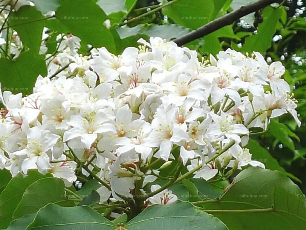 油桐：人间“五月雪”，抗日英雄今记否？