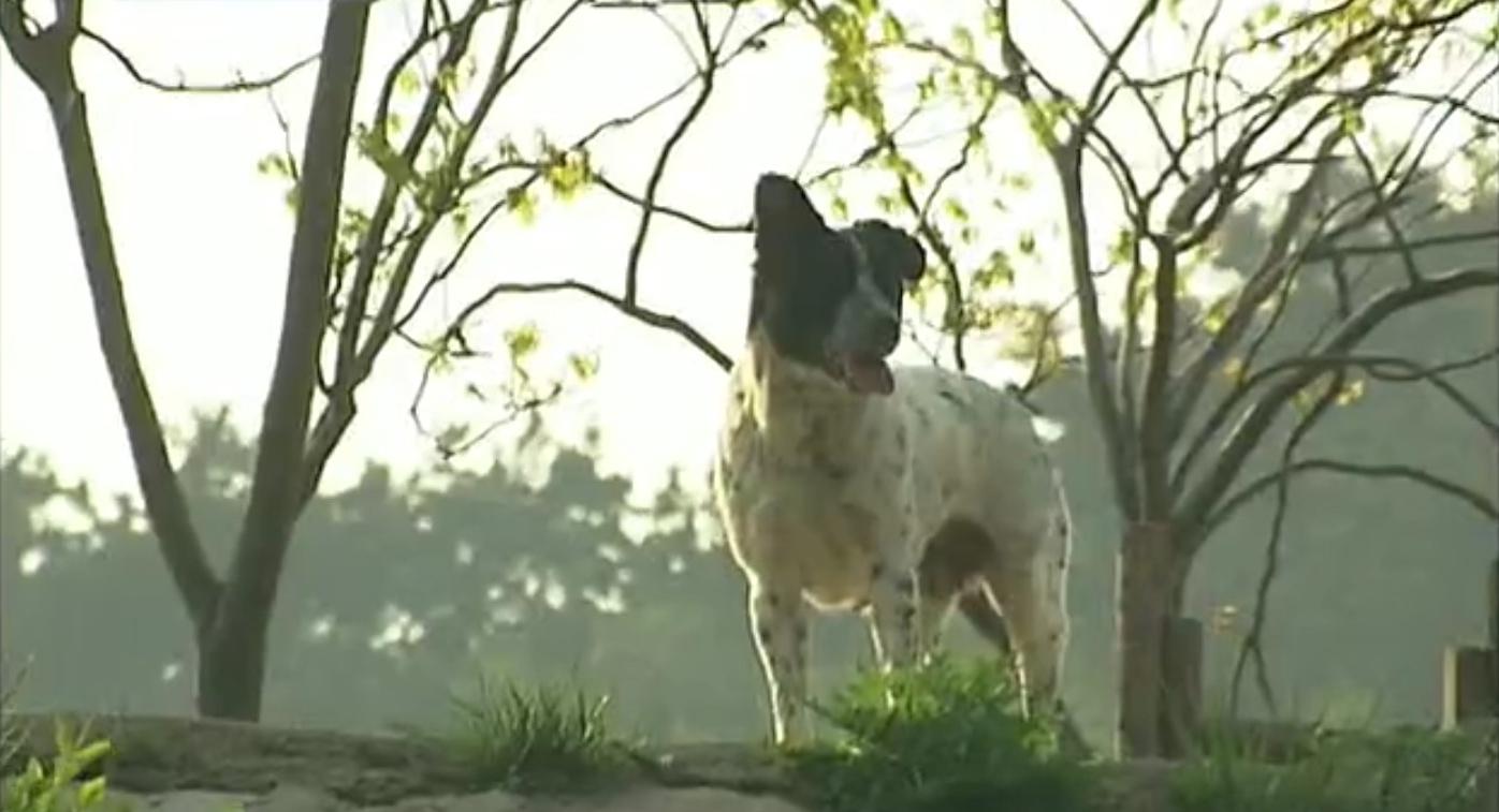 狗和狼故事简介,狗和狼的故事真实感动
