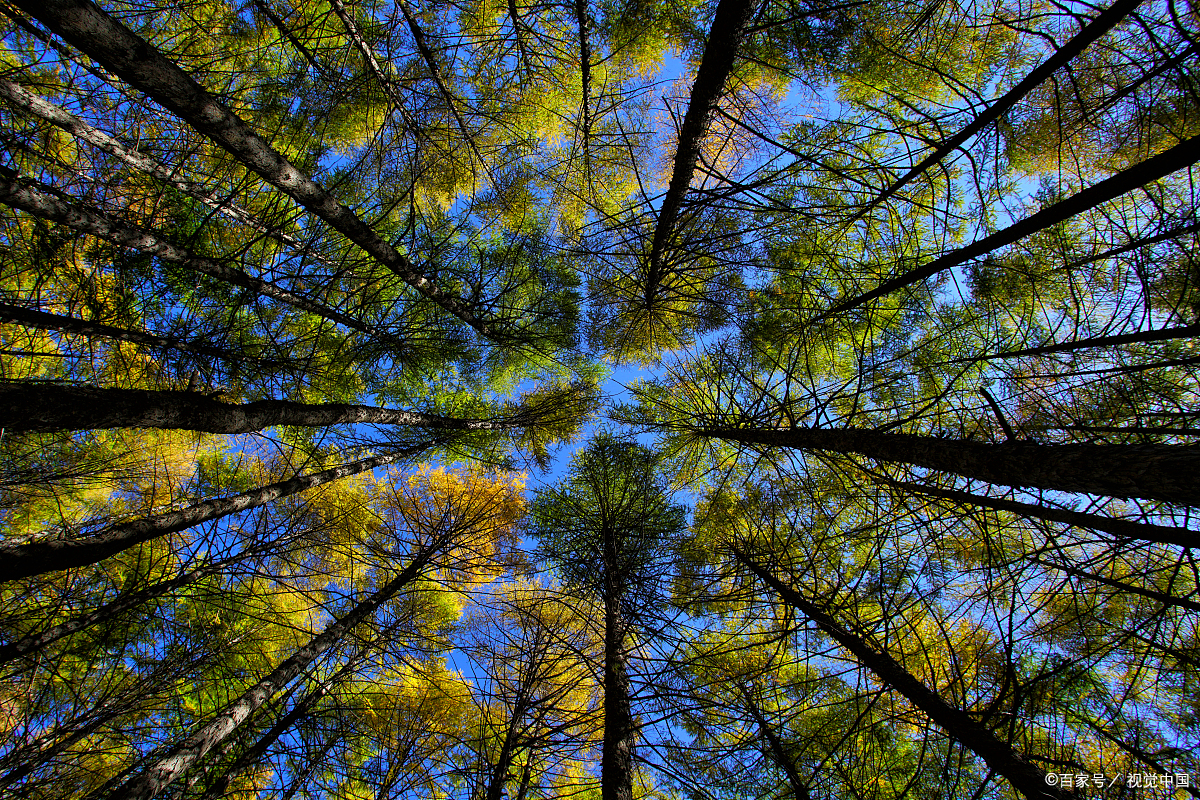 森林氧吧赤峰,赤峰美林谷森林氧吧