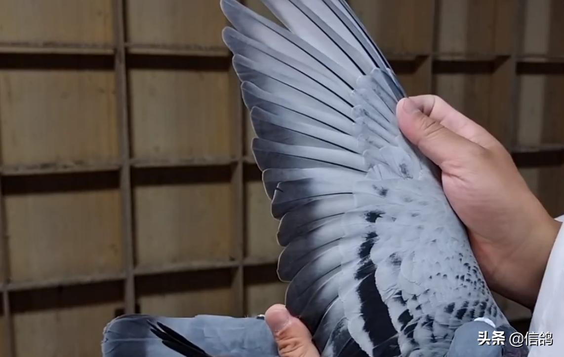 王玉爽参赛费,王玉爽开尔春赛成绩