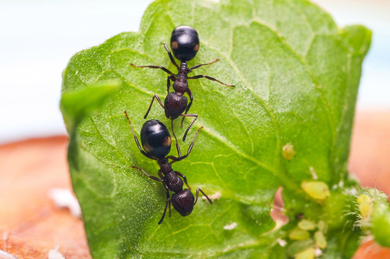 鍥涘窛鏉戞皯涓瘨,鍥涘窛鍐滄埛涓瘨
