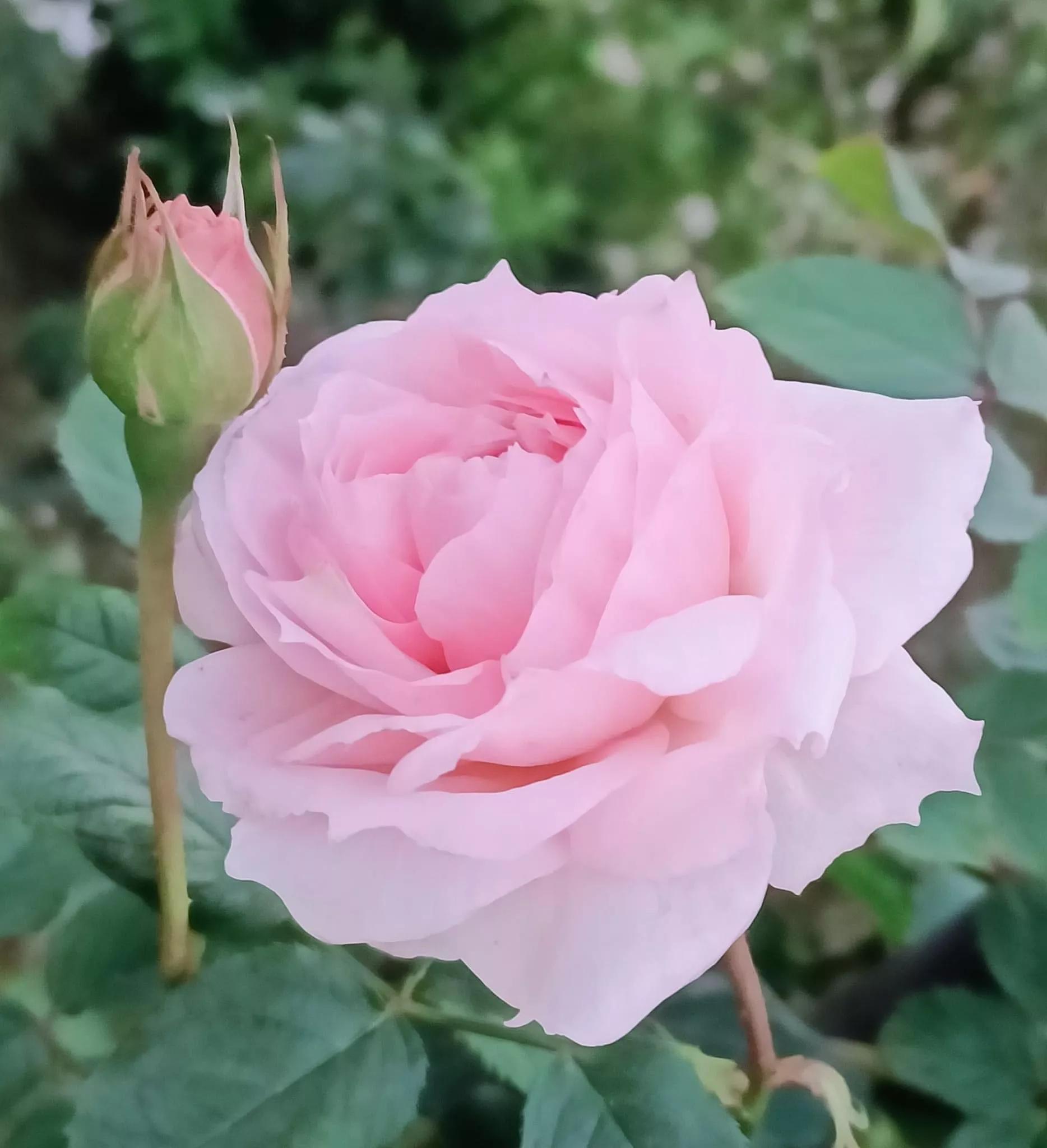 月季品种醉花,月季品种大全及图片欣赏