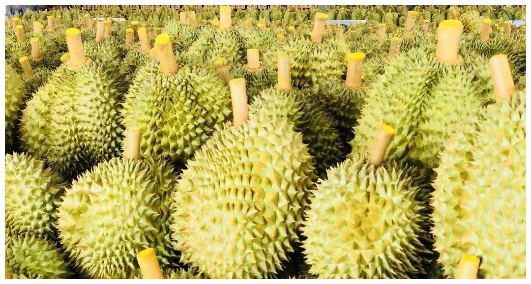 为实现“白菜价榴莲”，中国一直在努力！如今降价了值得高兴吗？