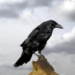 聊斋故事妖窑惊魂,炼鬼丸