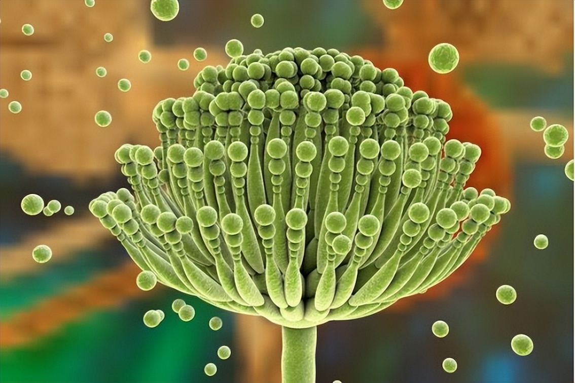 馒头放在冰箱里会产生黄曲霉素吗,冷冻三天的馒头会致癌吗