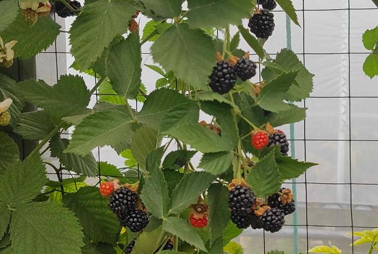 黑树莓果营养价值,野生黑树莓的栽培技术