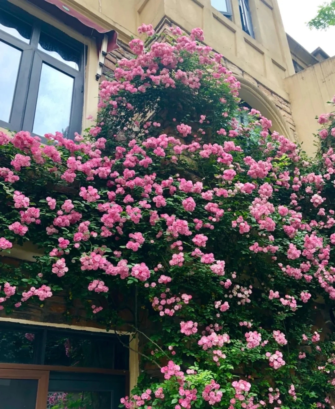 养花浇水你必须知道的浇水技巧,养花只浇水越养越不美