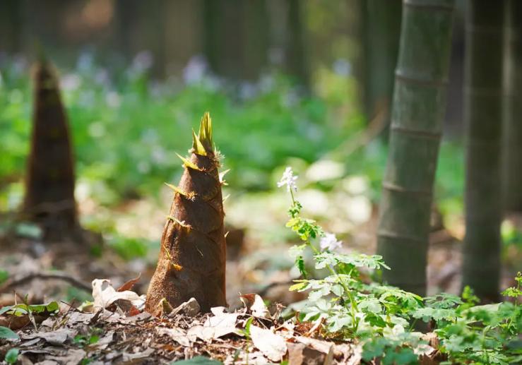 初夏新笋,关于竹笋的诗词8首