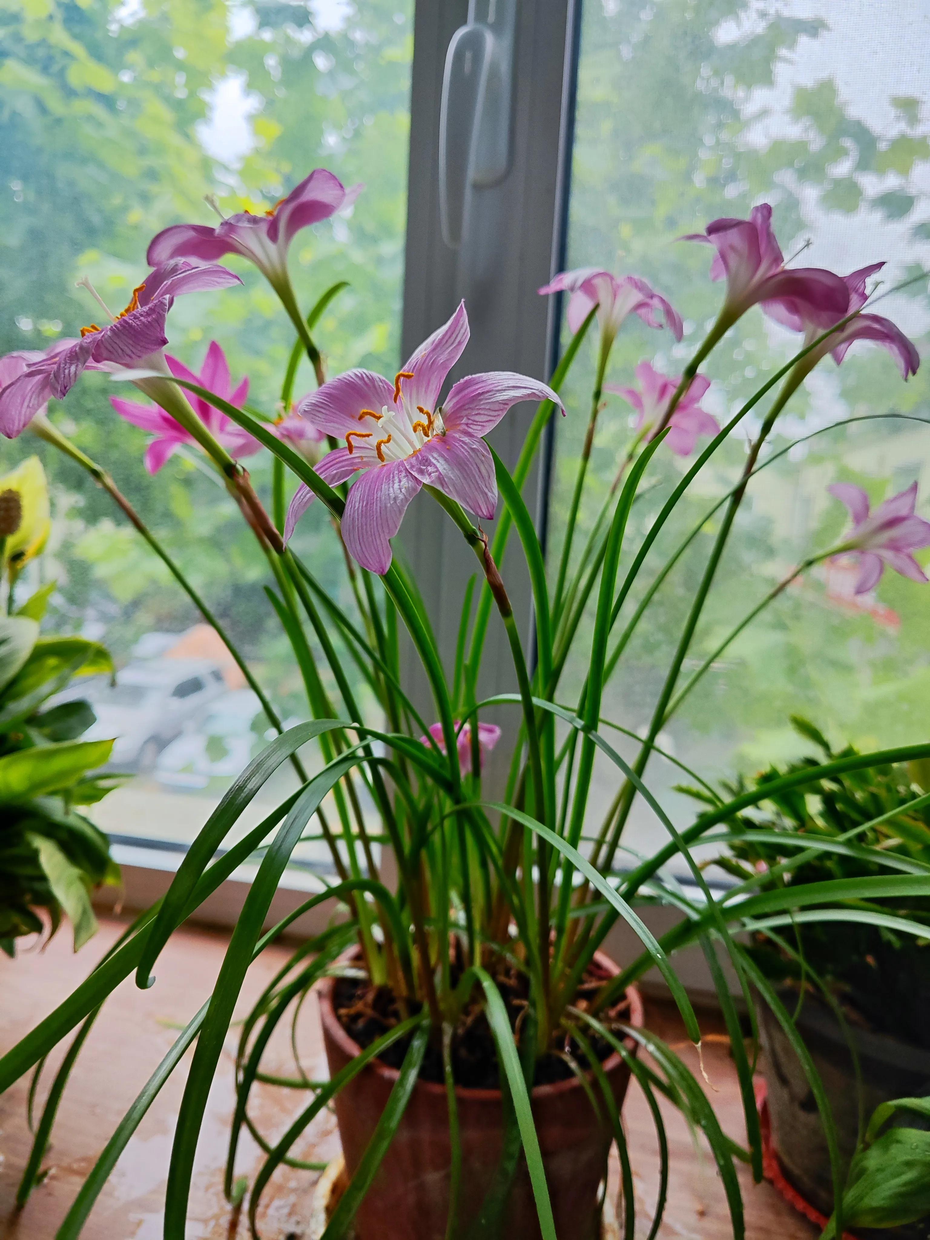 养花不只是欣赏花盆也很重要,养花不只有花开