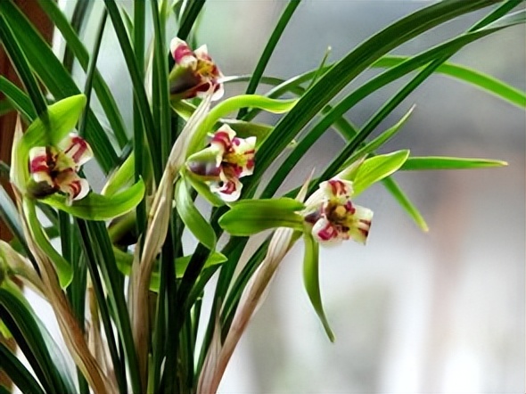 迟到的大学二、等待通知第5节：兰草涨价跌价