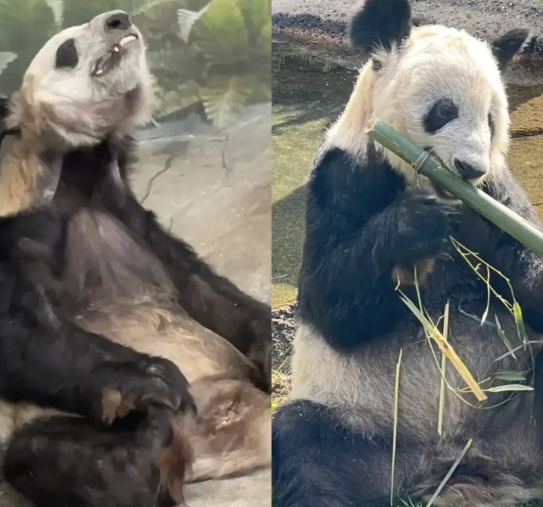 现在有多少人在关注丫丫,持续关注丫丫