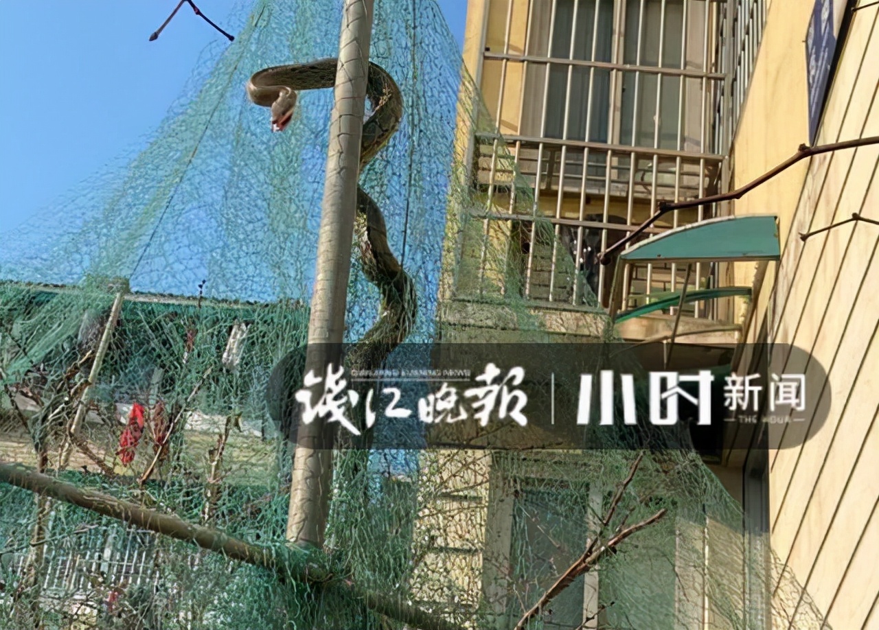 一小区楼下现巨型蟒蛇,一小区发现巨型蟒蛇