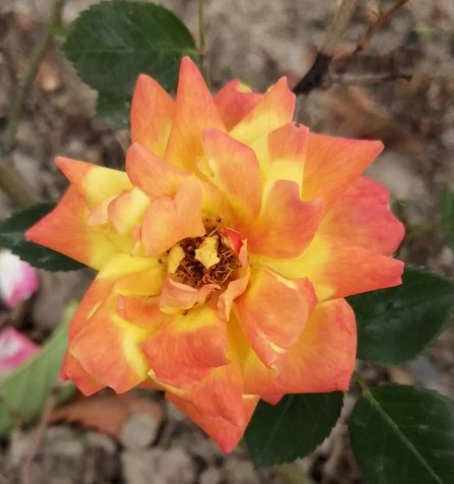 夏花开得最标准的月季花品种,月季色彩艳丽千姿百态