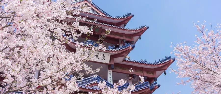 收藏全球公认的4大抗癌处方,癌症患者抗癌宝典图片