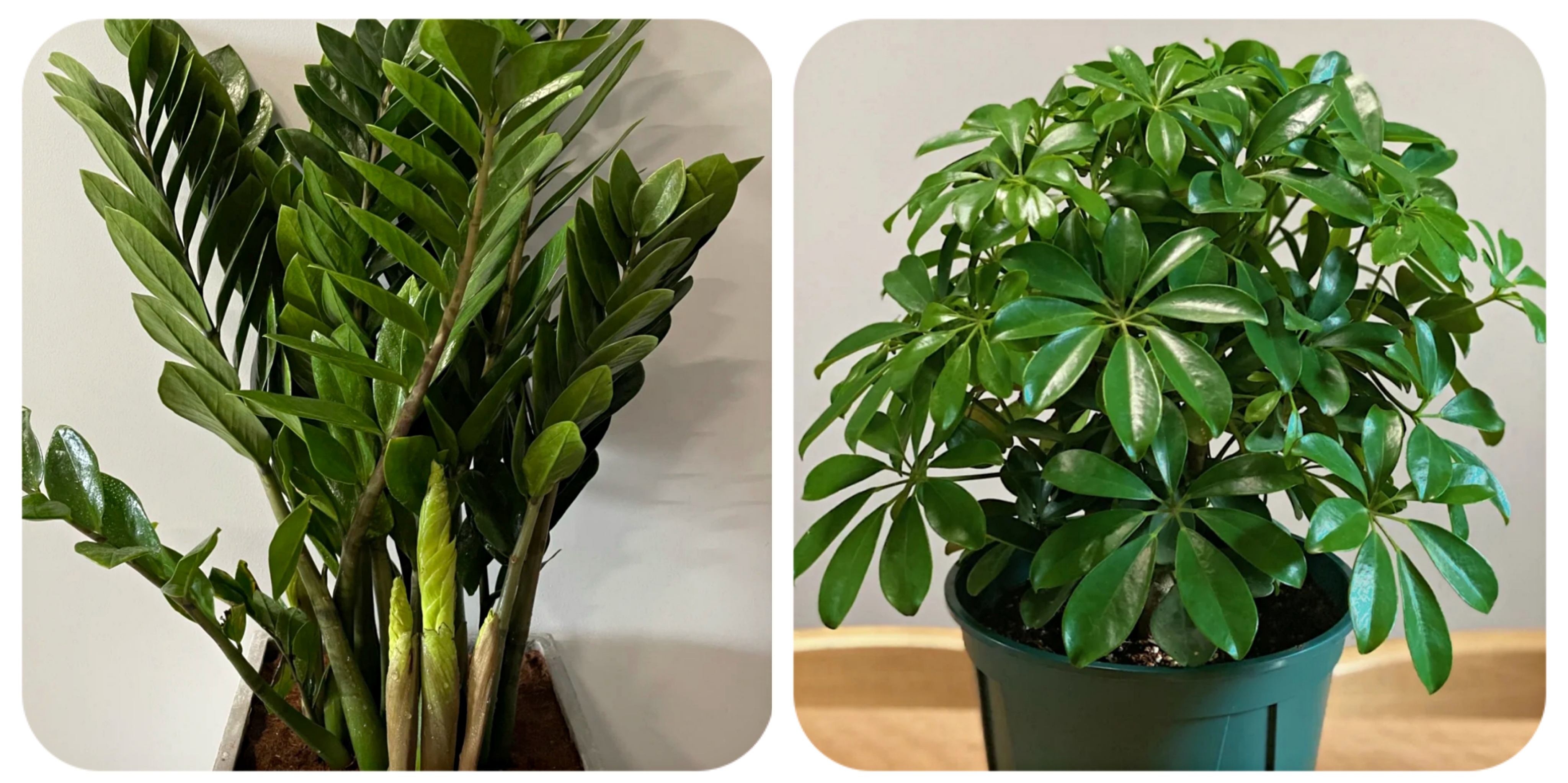 阳台上可以种什么蔬果,阳台上适合种的蔬果