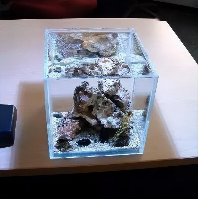 海水珊瑚缸鹦鹉螺,海水缸珊瑚视频大全