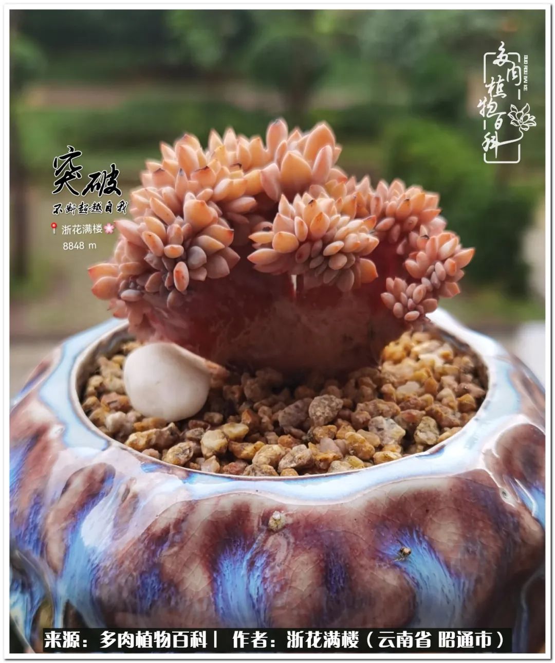 奔跑吧跑步,奔跑吧多肉盆栽