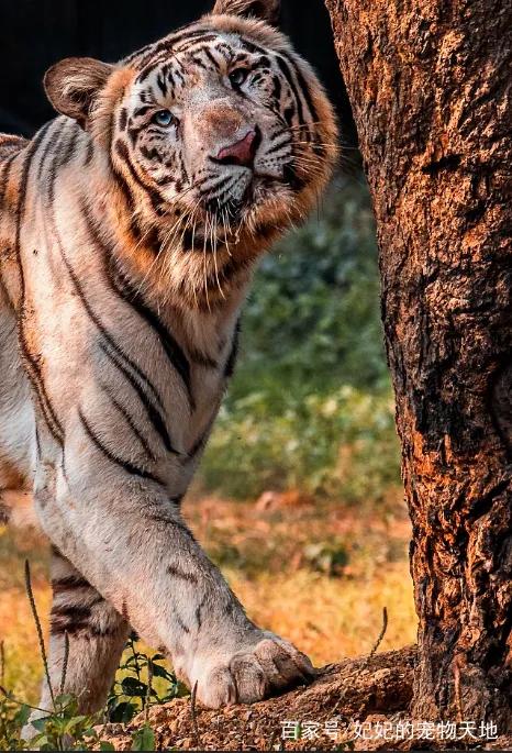 戏说老虎图文杂汇