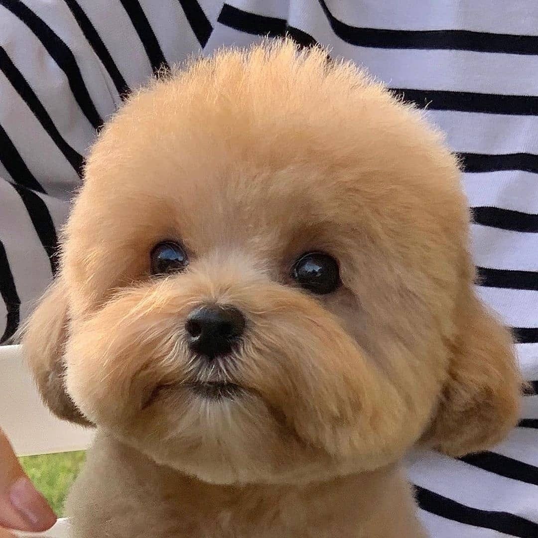 养狗首选这6种品种,养狗首选这8种猫不仅便宜还好养